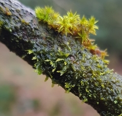 Metzgeria consanguinea