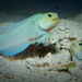 Yellowhead Jawfish - Photo (c) Brian Gratwicke, some rights reserved (CC BY)