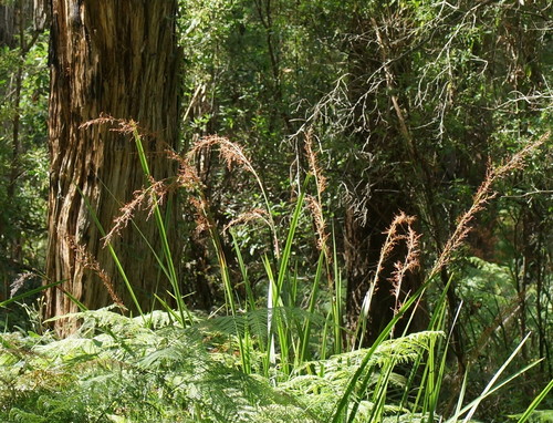 Lepidosperma elatius Labill.