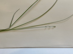 Carex disperma
