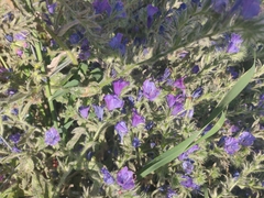 Echium plantagineum
