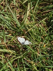 Anthocharis cardamines