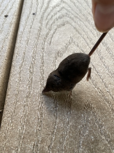 Smoky Shrew