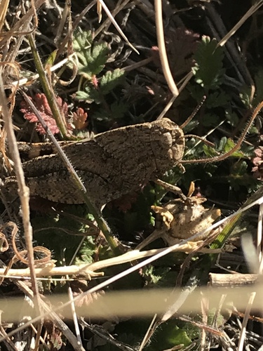 Photo of Speckle-winged Rangeland Grasshopper (Arphia conspersa)