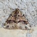 Asovia maeoticaria - Photo (c) Marina_Giann, some rights reserved (CC BY), uploaded by Marina_Giann