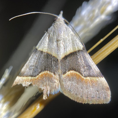 Hemeroplanis incusalis