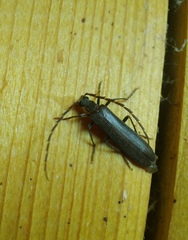 Calopus serraticornis