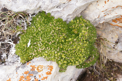 Cherleria sedoides