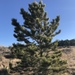 Rocky Mountains Ponderosa Pine - Photo (c) Jared Shorma, some rights reserved (CC BY), uploaded by Jared Shorma