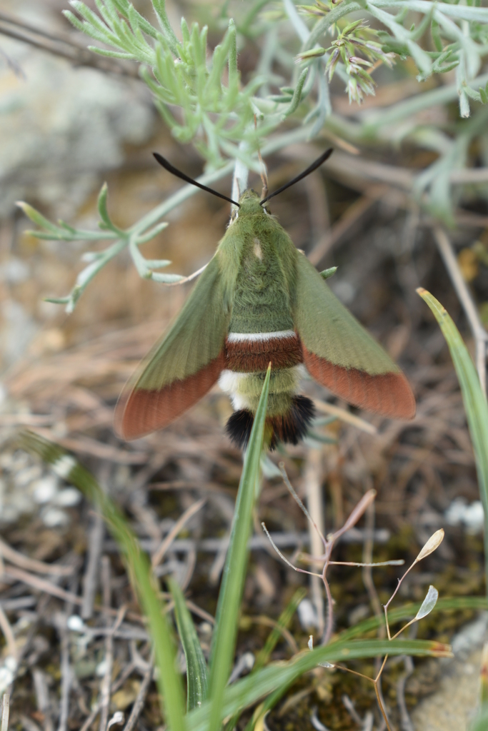 Olive Bee Hawkmoth from Кумторкалинский р-н, Респ. Дагестан, Россия on ...