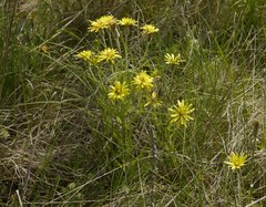 Pseudopodospermum molle