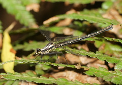 Austroargiolestes calcaris