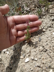 Fumaria kralikii