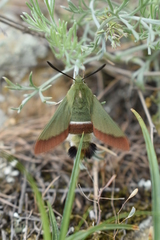 Hemaris croatica