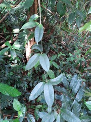 Bignonia corymbosa