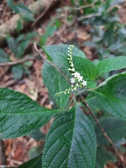 Heliotropium transalpinum