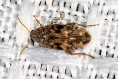 Algarobius prosopis