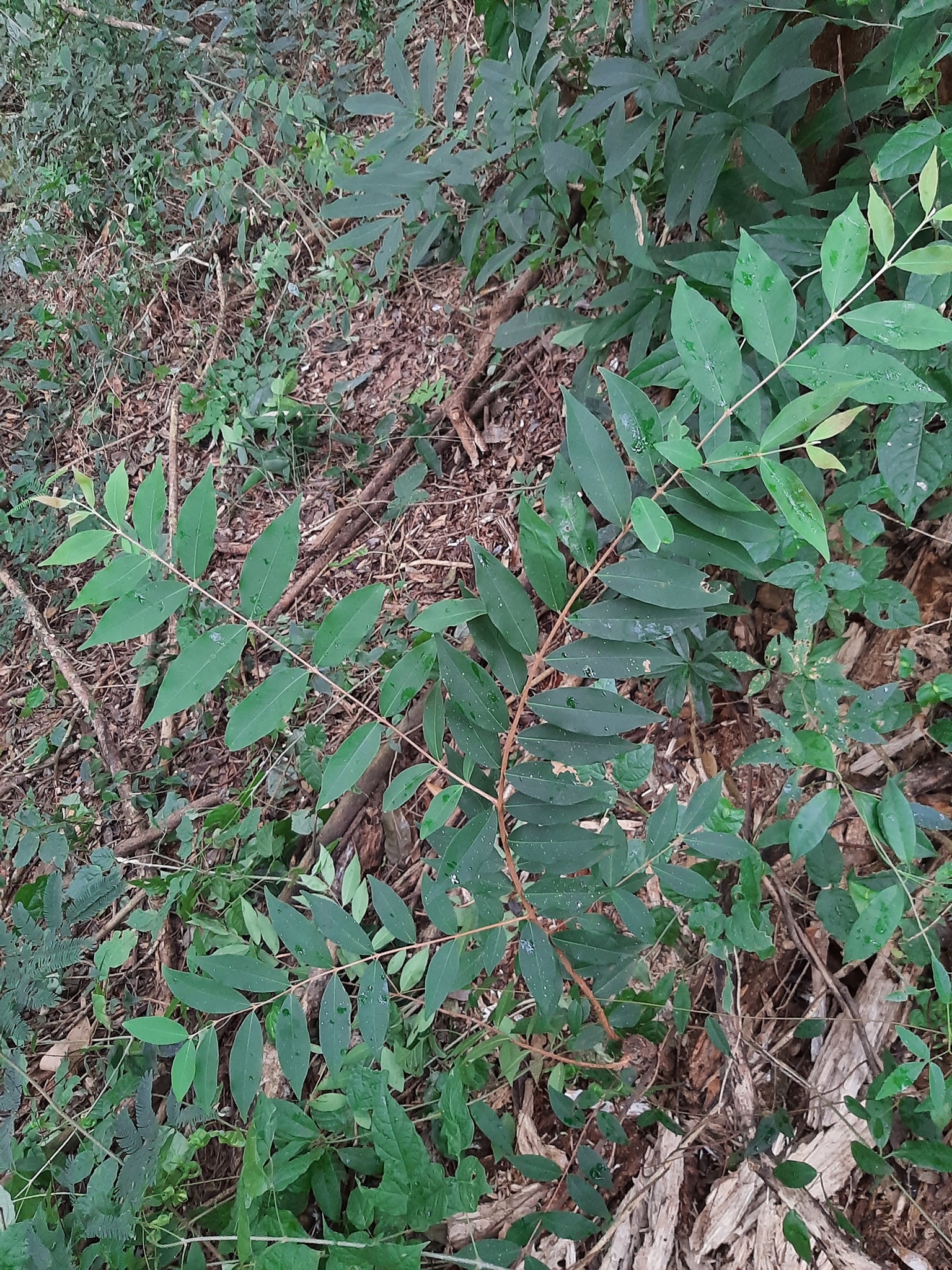 Eugenia pyriformis