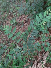 Eugenia pyriformis