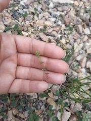 Galium verticillatum
