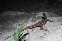 Aspidoscelis angusticeps