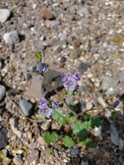 Phacelia bombycina