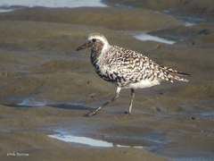 Pluvialis squatarola