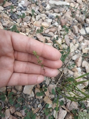Galium verticillatum