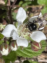 Volucella bombylans