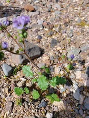 Phacelia bombycina