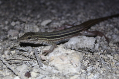 Aspidoscelis angusticeps