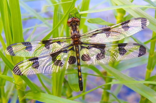 Banded Pennant photo 6