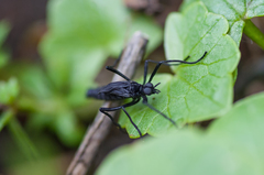 Penthetria funebris