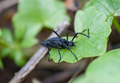 Penthetria funebris