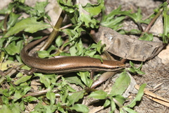 Marisora lineola
