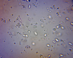 Hygrophorus salmonipes image