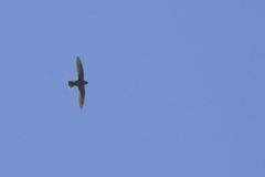 Streptoprocne semicollaris