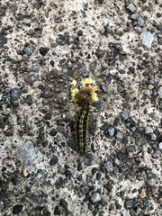 Callimorpha dominula