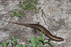 Marisora lineola
