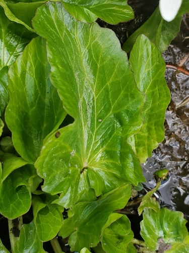 Rocky mountain marsh-marigold