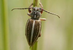 Dorcadion