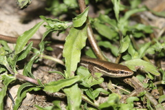 Marisora lineola