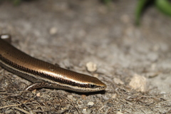 Marisora lineola