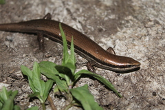 Marisora lineola