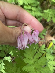 Dicentra eximia
