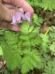 Dicentra eximia