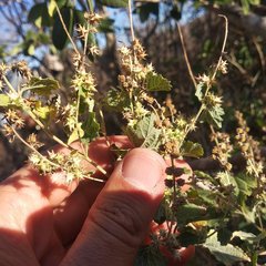 Ambrosia cordifolia
