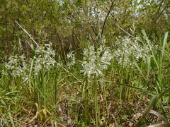 Ornithogalum boucheanum