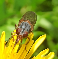 Rhingia rostrata