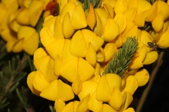 Cyclopia genistoides